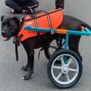 Product carousel Indicator